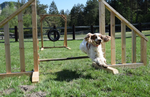 Hond springt over een hindernis bij Camping Rosental Rož - Stacarvans Karinthië op een zonnig agilityparcours.