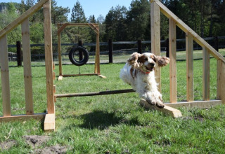 Hond springt over een hindernis bij Camping Rosental Rož - Stacarvans Karinthië op een zonnig agilityparcours.
