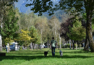 Une personne promène deux chiens sur la pelouse verte du Camping Rosental Rož - Stacarvans Karinthië entouré d’arbres.