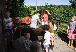 Bambini e adulti si radunano intorno a un piccolo pony a Familiecamping Hendriks Wijkje - Safaritenten Drenthe.