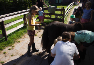 Niños interactúan con animales en Familia Camping Hendriks Wijkje - Safaritenten Drenthe en los Países Bajos.