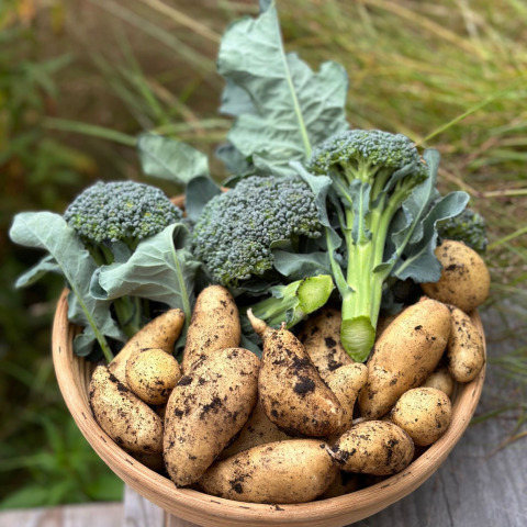 Patate e broccoli freschi appena raccolti in una ciotola di legno a Brokkestøylen - Domes in Agder, natura.