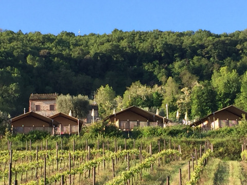 Glamping à Villa la Diva - Safaritenten Le Marche : tentes de luxe entourées de vignes et de collines verdoyantes.