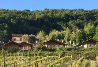 Glamping a Villa la Diva - Safaritenten Le Marche: tende di lusso tra vigneti e dolci colline verdi.