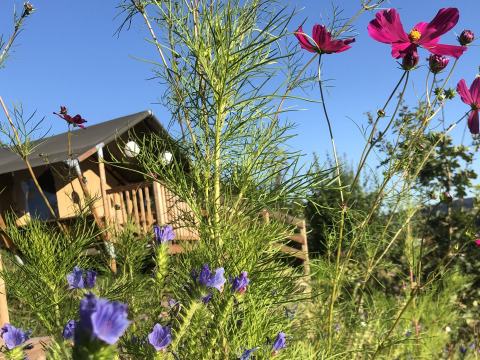 Flowers and green plants in front of a safari tent at Camping Groß-Eichen - Safaritenten Hessen in sunlight.