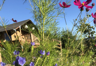 Blomster og grønne planter foran en safaritelt ved Camping Groß-Eichen - Safaritenten Hessen i solskin.