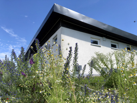 Moderne glamping-accommodatie bij Camping Groß-Eichen - Safaritenten Hessen, omgeven door wilde bloemen.