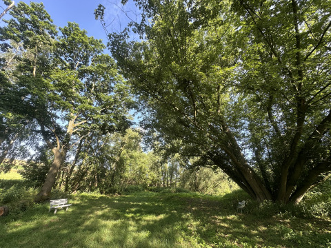 Espace de camping verdoyant au Camping Groß-Eichen - Safaritenten Hessen avec bancs et grands arbres