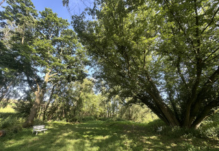 Groene kampeerplek bij Camping Groß-Eichen - Safaritenten Hessen met bankjes en hoge, schaduwrijke bomen