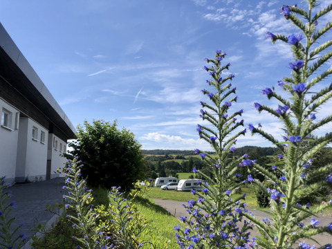 Vista del campeggio Camping Groß-Eichen con fiori blu in primo piano e roulotte sullo sfondo in una giornata soleggiata.