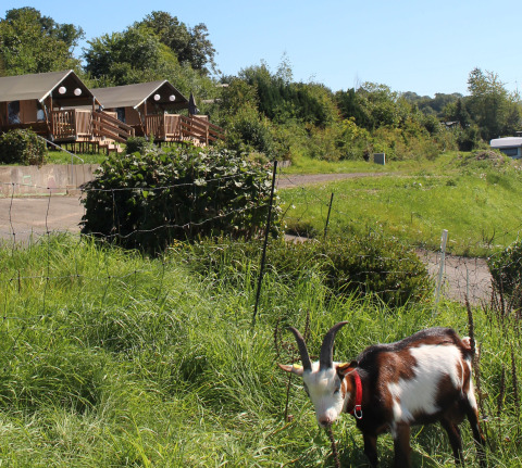 Glamping lodges at Camping Groß-Eichen - Safaritenten Hessen, goat grazing on green grass in sunlight.