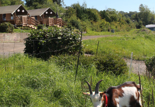 Sistemazioni glamping al Camping Groß-Eichen - Safaritenten Hessen, capra al pascolo sull’erba verde.