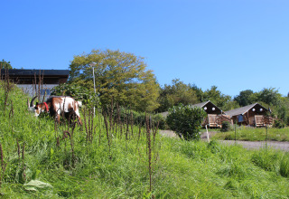 Una cabra pastando en la hierba frente a tiendas tipo safari del glamping Camping Groß-Eichen en Hessen.