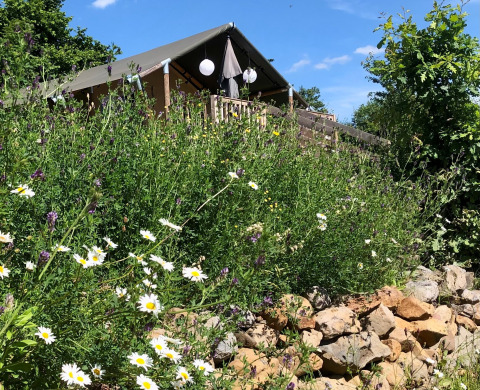 Glamping au Camping Groß-Eichen - Safaritenten Hessen avec fleurs sauvages, muret de pierres et tente safari sous ciel bleu.