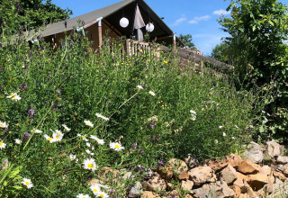 Glamping au Camping Groß-Eichen - Safaritenten Hessen avec fleurs sauvages, muret de pierres et tente safari sous ciel bleu.