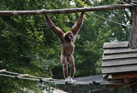 Un mono cuelga de los brazos en una viga de madera en un parque vacacional rodeado de árboles y cuerdas.