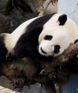 Een reuzenpanda rust ontspannen op takken in zijn verblijf in een park, omgeven door natuurlijke elementen.