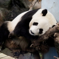 Een reuzenpanda rust ontspannen op takken in zijn verblijf in een park, omgeven door natuurlijke elementen.