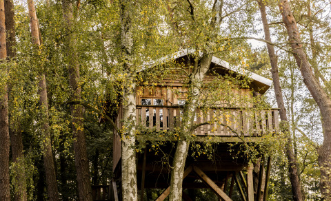 Boomhuthotel Uckermark in Brandenburg, cozy glamping treehouse accommodation nestled in a lush forest.