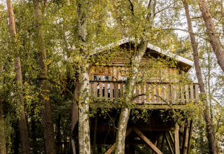 Boomhuthotel Uckermark en Brandeburgo, alojamiento glamping en casa del árbol rodeado de bosque frondoso.