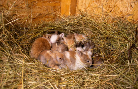 Des bébés lapins blottis dans un nid de foin dans un tiny house du Camping Rhön Feeling, Thüringen.