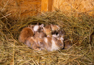Un grupo de conejitos descansando en un nido de heno dentro de un tiny house en Camping Rhön Feeling, Thüringen.