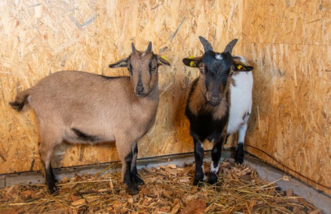 Two goats inside a wooden tiny house at Camping Rhön Feeling - Tiny Houses Thüringen, standing on hay and wood shavings.