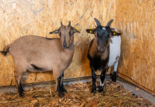 Two goats inside a wooden tiny house at Camping Rhön Feeling - Tiny Houses Thüringen, standing on hay and wood shavings.