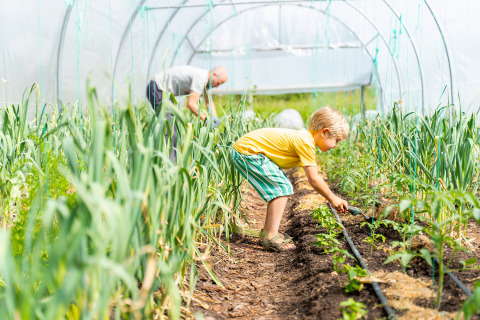 Bambino e adulto che coltivano insieme in serra presso Les Jardins de Biffontaine - Glampingtenten Vogezen.