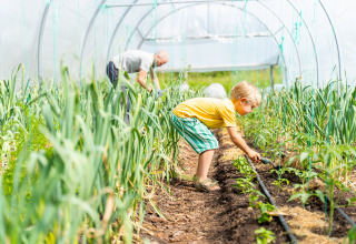 Enfant et adulte jardinent sous serre aux Jardins de Biffontaine - Glampingtenten Vogezen, camping insolite.
