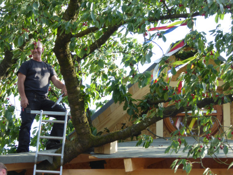 Man on a ladder beside a treehouse with green leaves and cherries, typical for Boomhut Wesertal glamping.