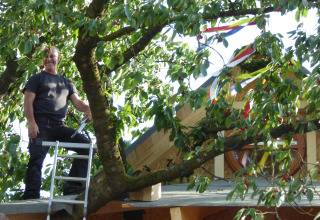 Homme sur une échelle près d'une cabane dans les arbres avec feuillage et cerises, typique Boomhut Wesertal.