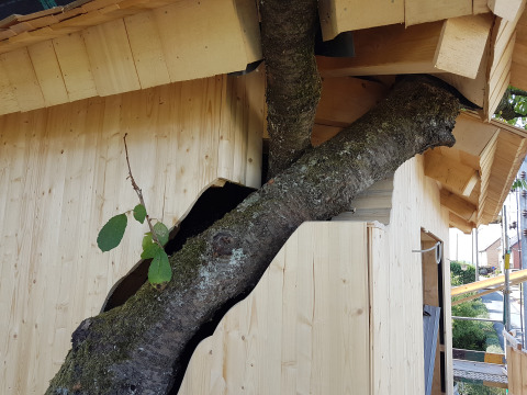 Treehouse with a tree growing through the wall, eco-friendly glamping at Boomhut Wesertal in Hessen.