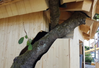 Boomhut met boom die door de wand groeit, natuurvriendelijk glamping bij Boomhut Wesertal in Hessen.