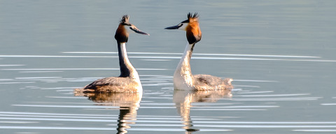 Two great crested grebes swim on a tranquil lake at Boomhut Wesertal - Boomhutten Hessen glamping accommodation.