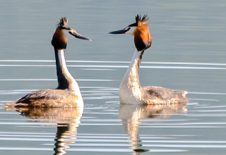 Twee fuutvogels zwemmen op een stille vijver bij Boomhut Wesertal - Boomhutten Hessen, glamping overnachting.