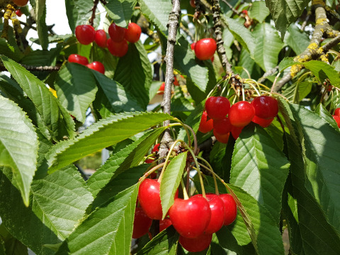 Juicy red cherries growing on a tree at Boomhut Wesertal - Boomhutten Hessen glamping accommodation in nature.