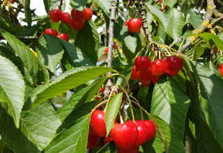 Cerezas rojas jugosas en el árbol en Boomhut Wesertal - Boomhutten Hessen, alojamiento glamping en la naturaleza.