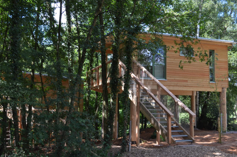 Træhytte glamping indkvartering kaldet 'Boomhut - Mainbaumhaus' i en skov med træer og gangbro.