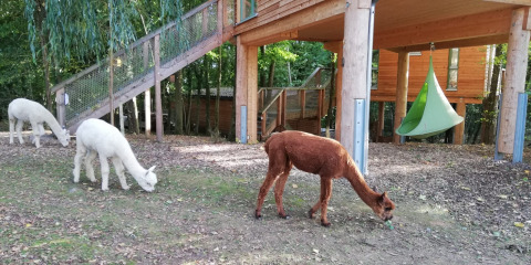 Boomhut glamping accommodatie met drie alpaca’s, twee witte en één bruine, grazend bij houten huisjes.