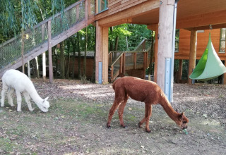 Treehouse glamping accommodation with three alpacas, two white and one brown, grazing near wooden cabins.