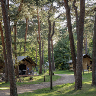 Tiendas de glamping entre pinos en Camping Huttopia De Veluwe en Gelderland, Países Bajos, en un día soleado.