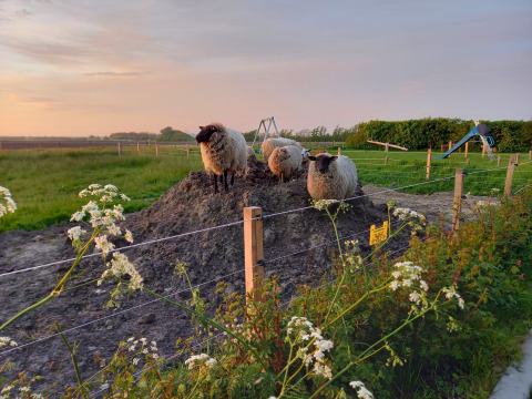 Tre pecore su un cumulo di terra in un'area recintata al tramonto, Minicamping Sint Jan - Safaritenten Zeeland.