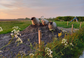 Tre får står på en jordbunke i indhegnet område ved solnedgang ved Minicamping Sint Jan - Safaritenten Zeeland.