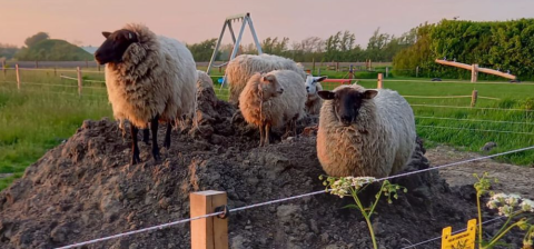 Cuatro ovejas sobre un montículo de tierra en Minicamping Sint Jan - Safaritenten Zeeland al atardecer.
