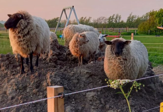 Quatre moutons sur un tas de terre au Minicamping Sint Jan - Safaritenten Zeeland en fin de journée.