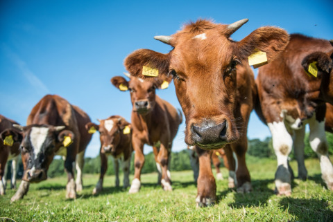 Bruine koeien met gele oormerken grazen op het veld bij Erfgoed Bossem - Lodgetenten Twente onder een blauwe lucht.