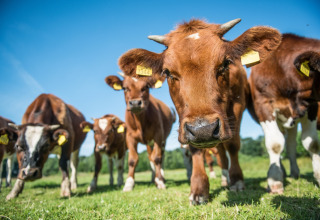 Bruine koeien met gele oormerken grazen op het veld bij Erfgoed Bossem - Lodgetenten Twente onder een blauwe lucht.