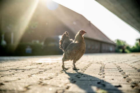 Ein Huhn läuft auf einem sonnigen Bauernhof bei Erfgoed Bossem - Lodgetenten Twente Glamping in den Niederlanden.