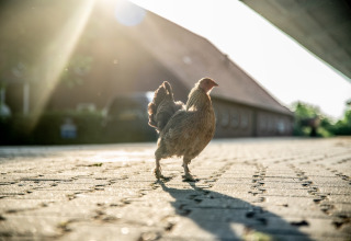 Una gallina cammina su un cortile soleggiato presso il glamping Erfgoed Bossem - Lodgetenten Twente nei Paesi Bassi.